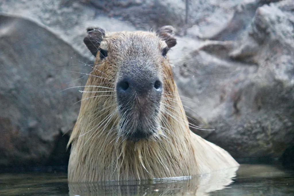 Capybara: Debugging Your Specs with save_and_open_screenshot Method
